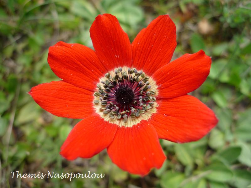 Anemone coronaria